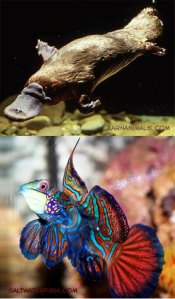 While the platypus is often cited as proof that God does drugs, the Mandarin Dragonet can be used to prove that God does a specific kind of drug.