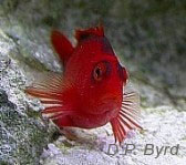 Research has shown the Flame Hawkfish has more attitude per ounce than a great white shark.